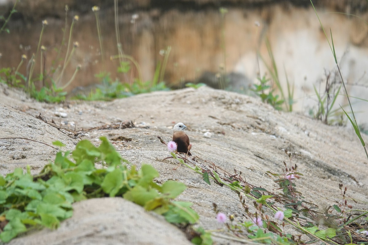 White-headed Munia - ML637243826