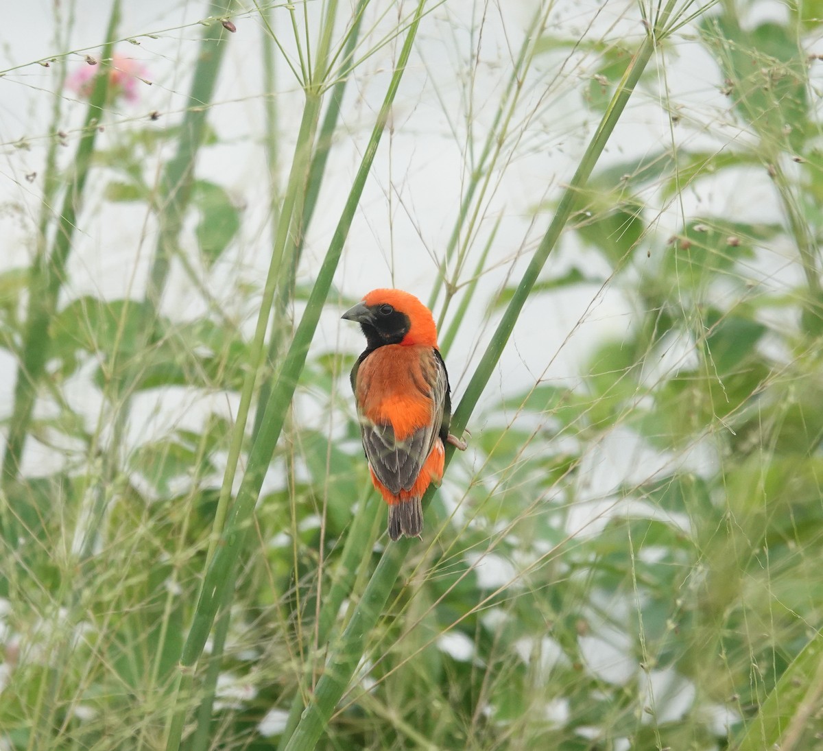 Zanzibar Red Bishop - ML637243827