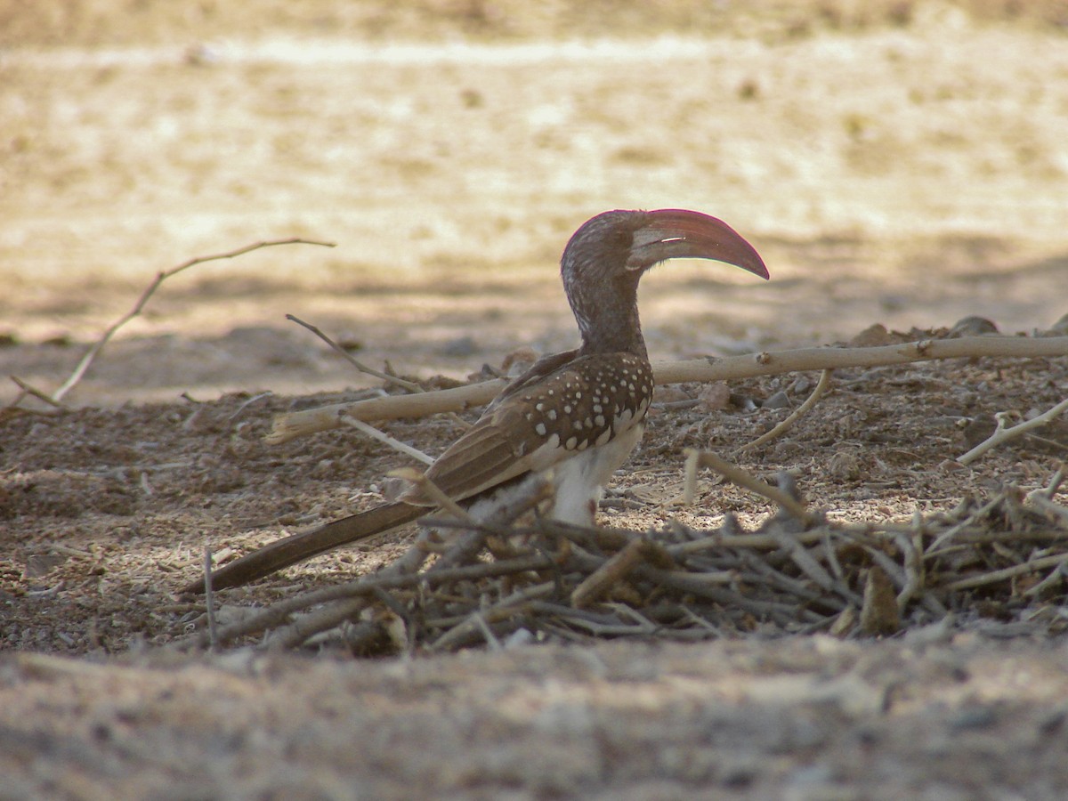Monteiro's Hornbill - ML637243857