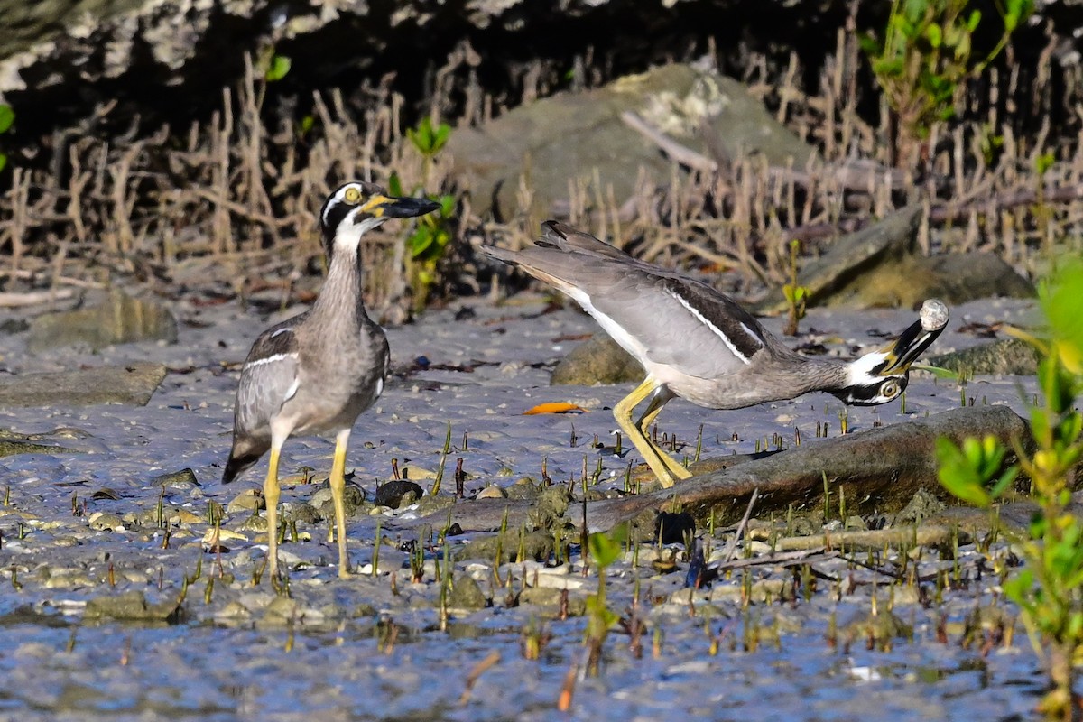 Beach Thick-knee - ML637243891