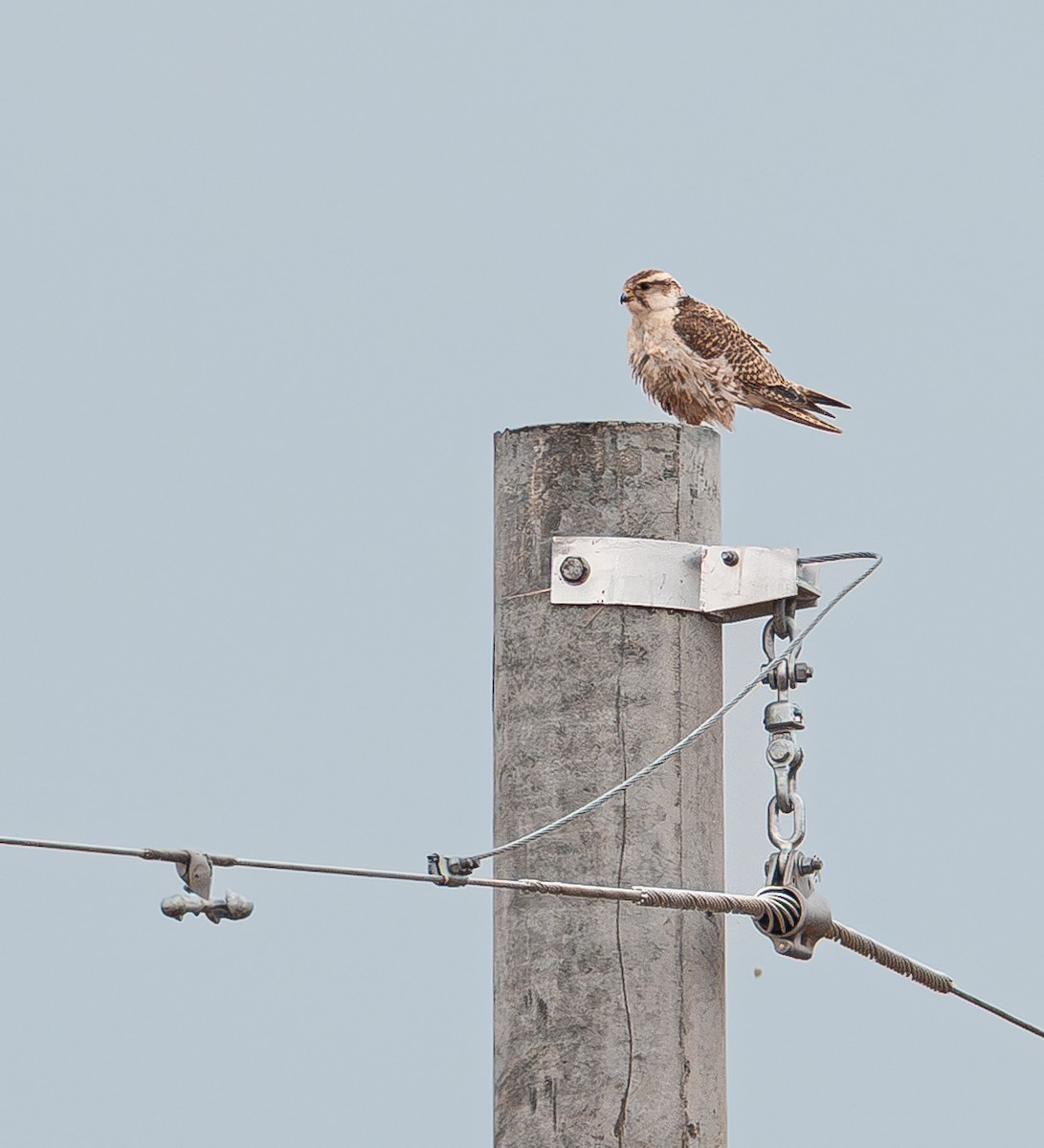 Saker Falcon - ML637243895