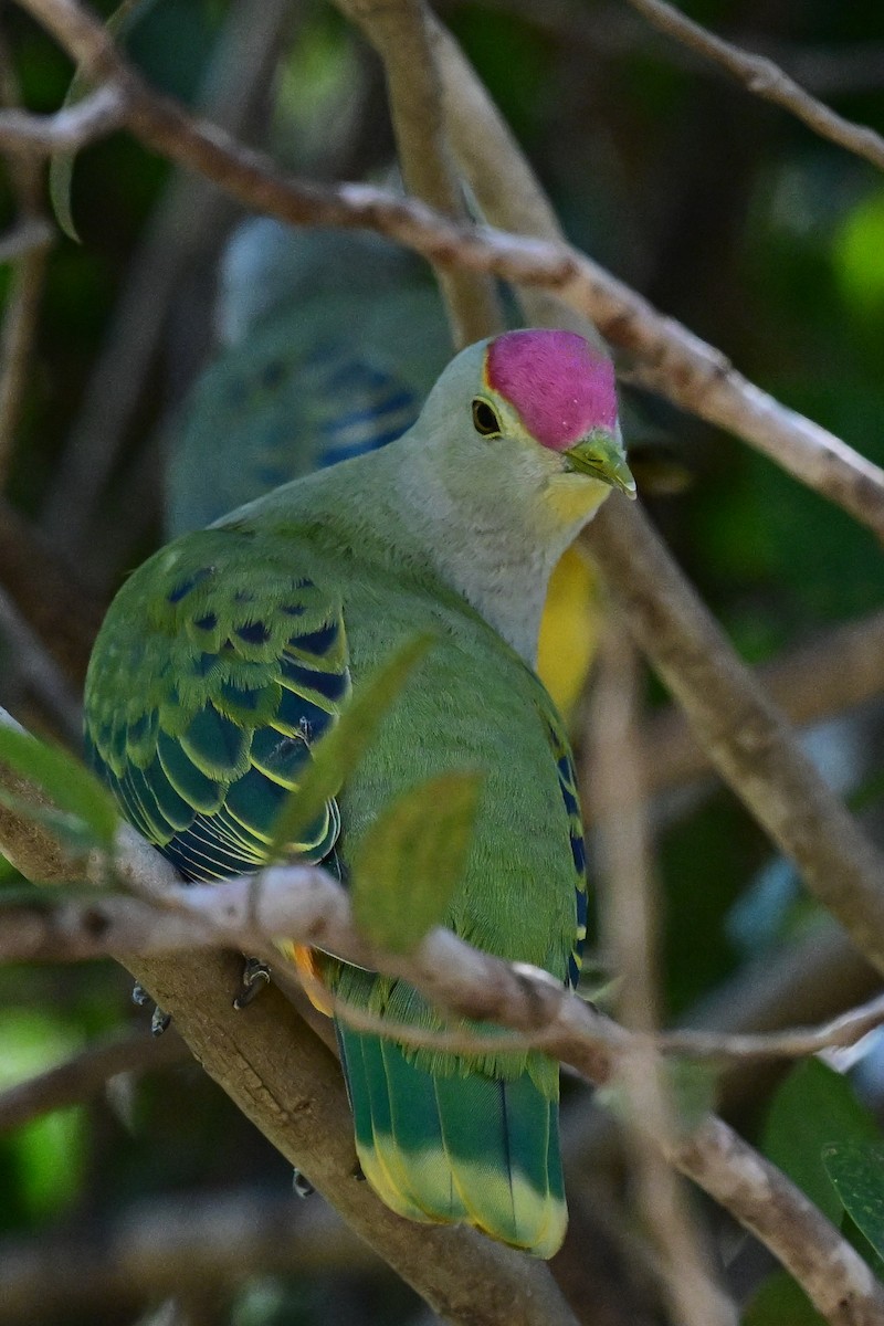 Rose-crowned Fruit-Dove - ML637243907