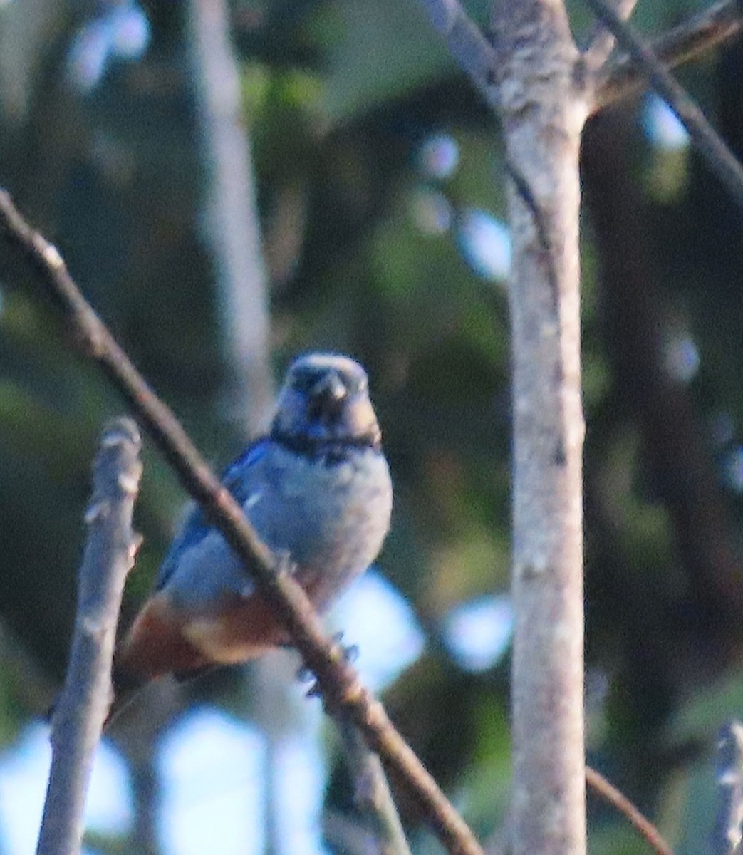 Opal-rumped Tanager - ML637243910