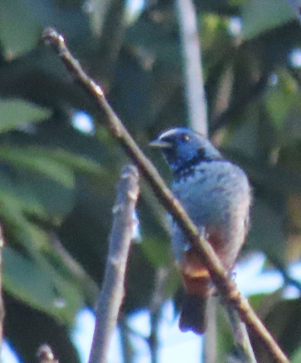Opal-rumped Tanager - ML637243911