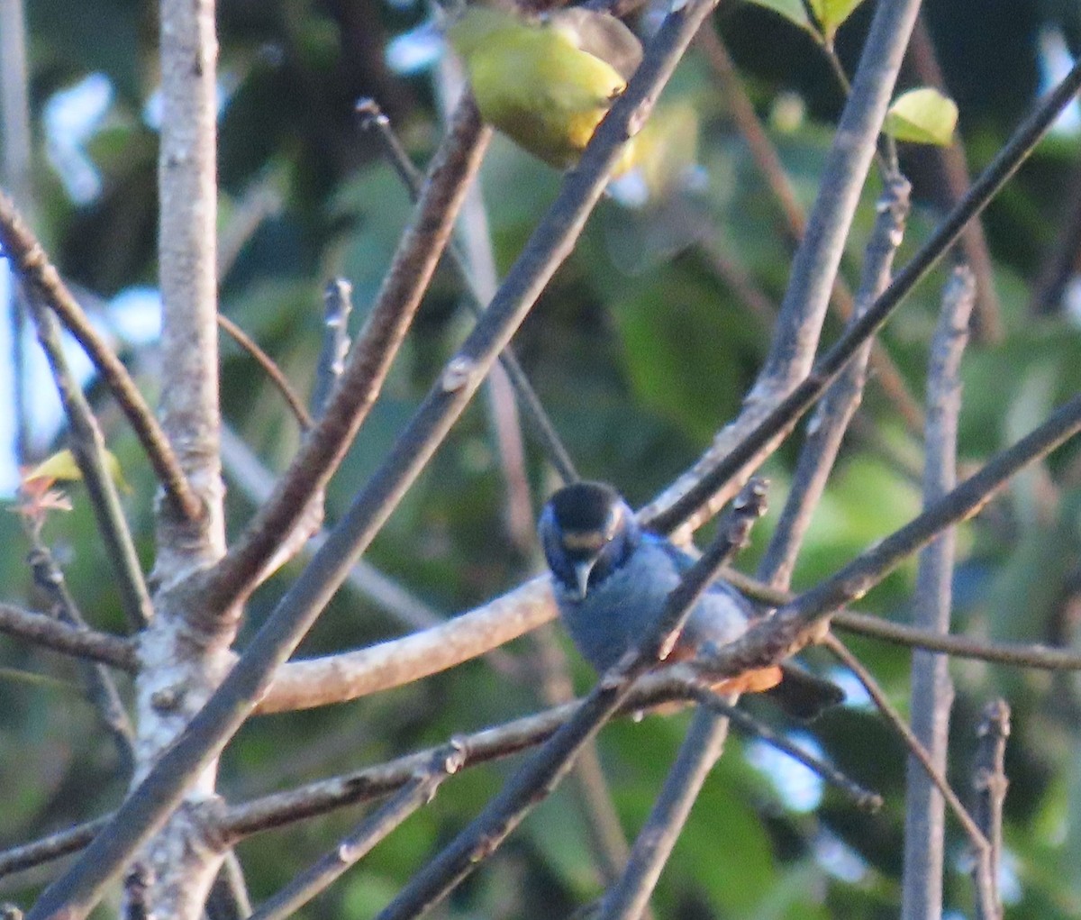 Opal-rumped Tanager - ML637243912