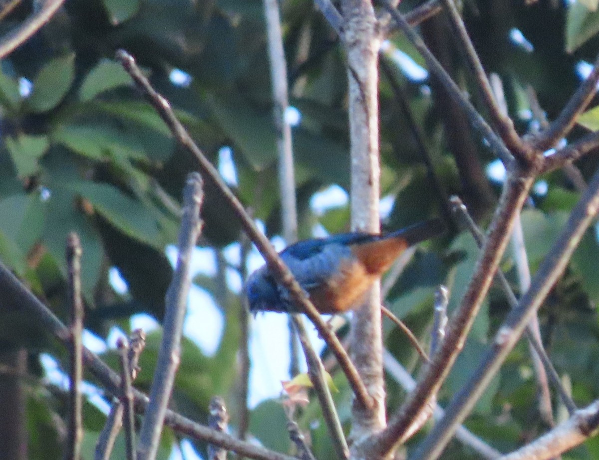 Opal-rumped Tanager - ML637243913