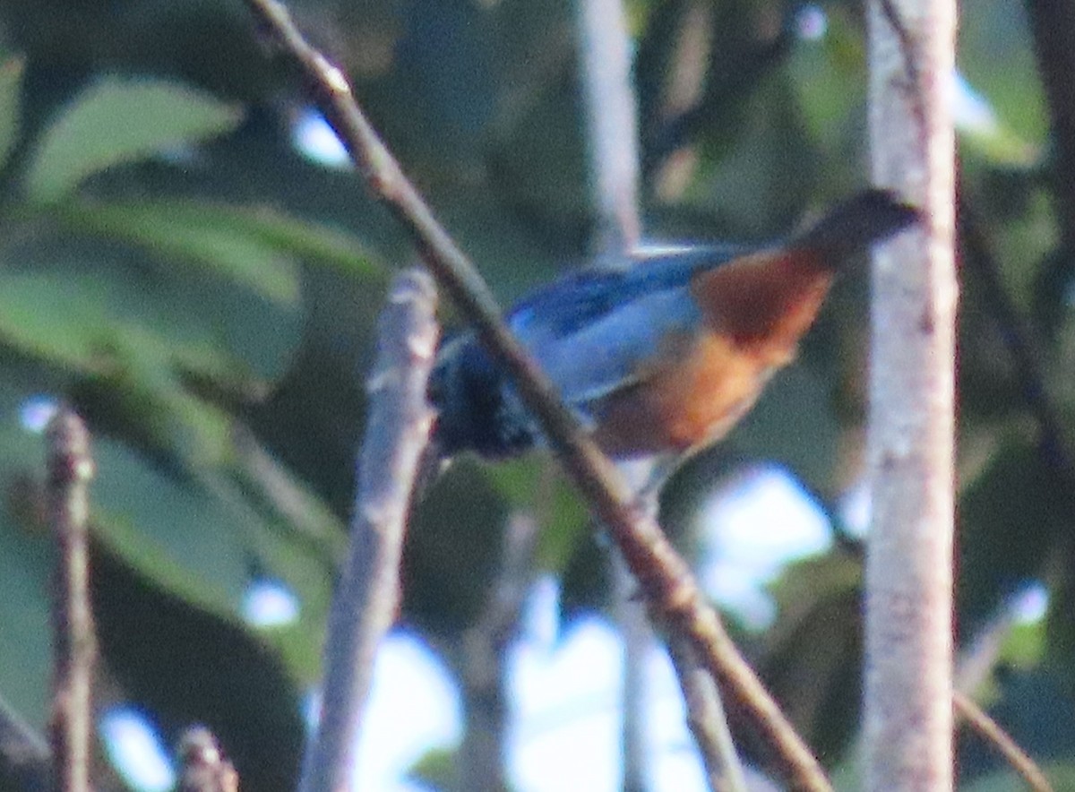 Opal-rumped Tanager - ML637243914