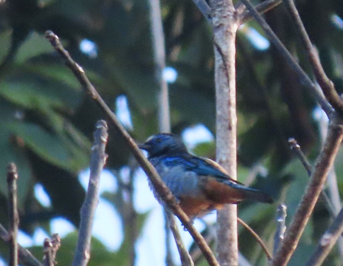 Opal-rumped Tanager - ML637243915