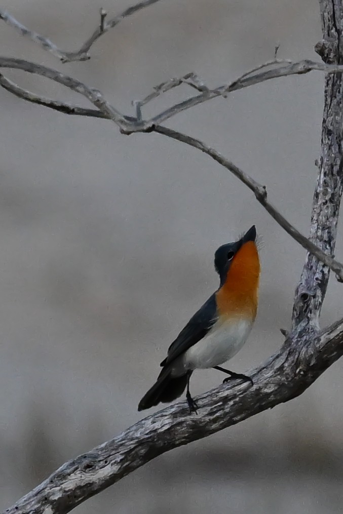 Broad-billed Flycatcher - ML637243942