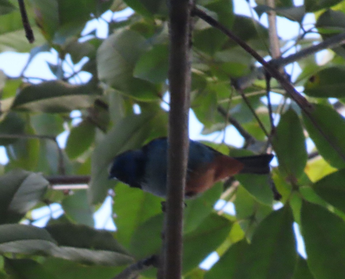 Opal-rumped Tanager - ML637243944