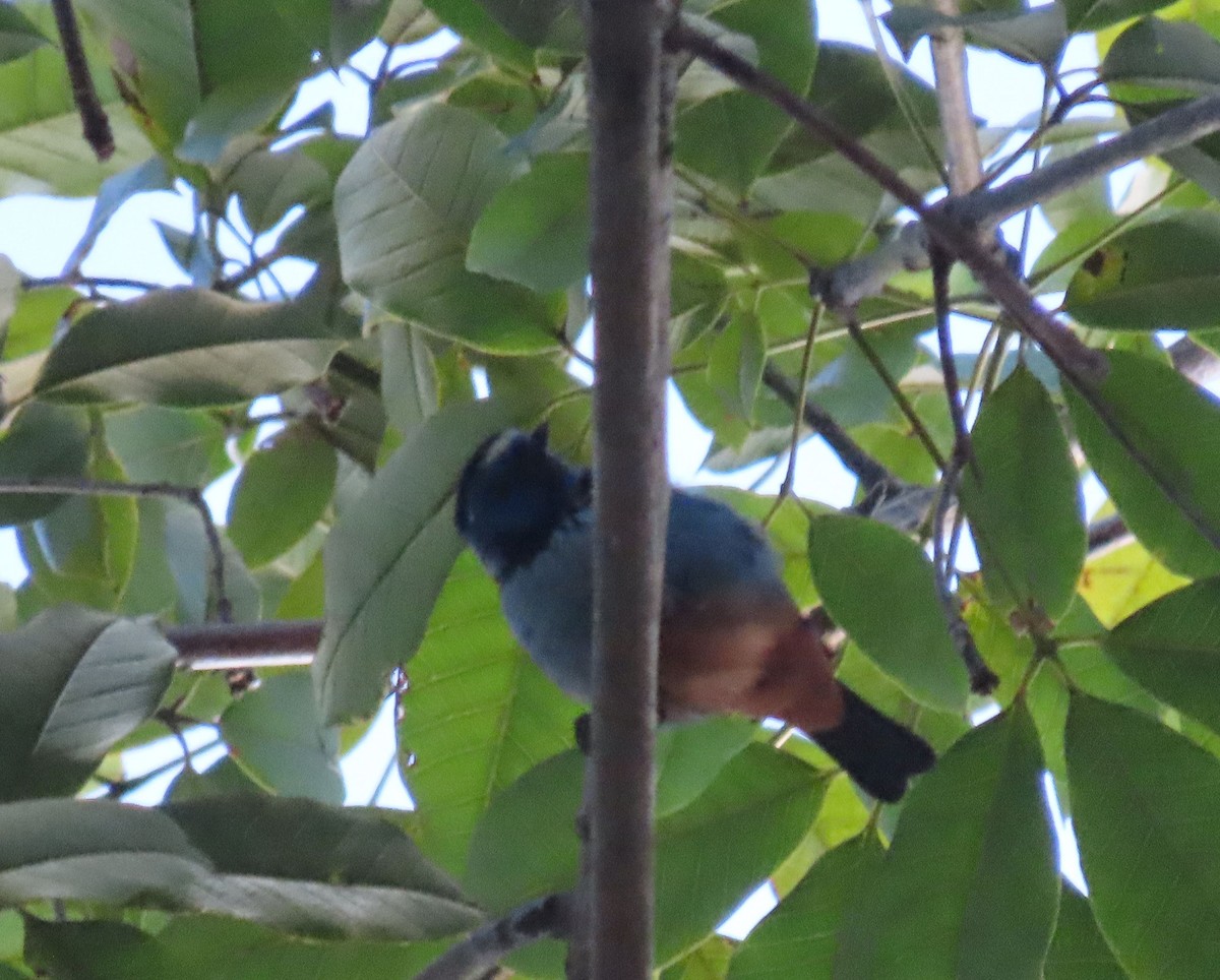 Opal-rumped Tanager - ML637243945