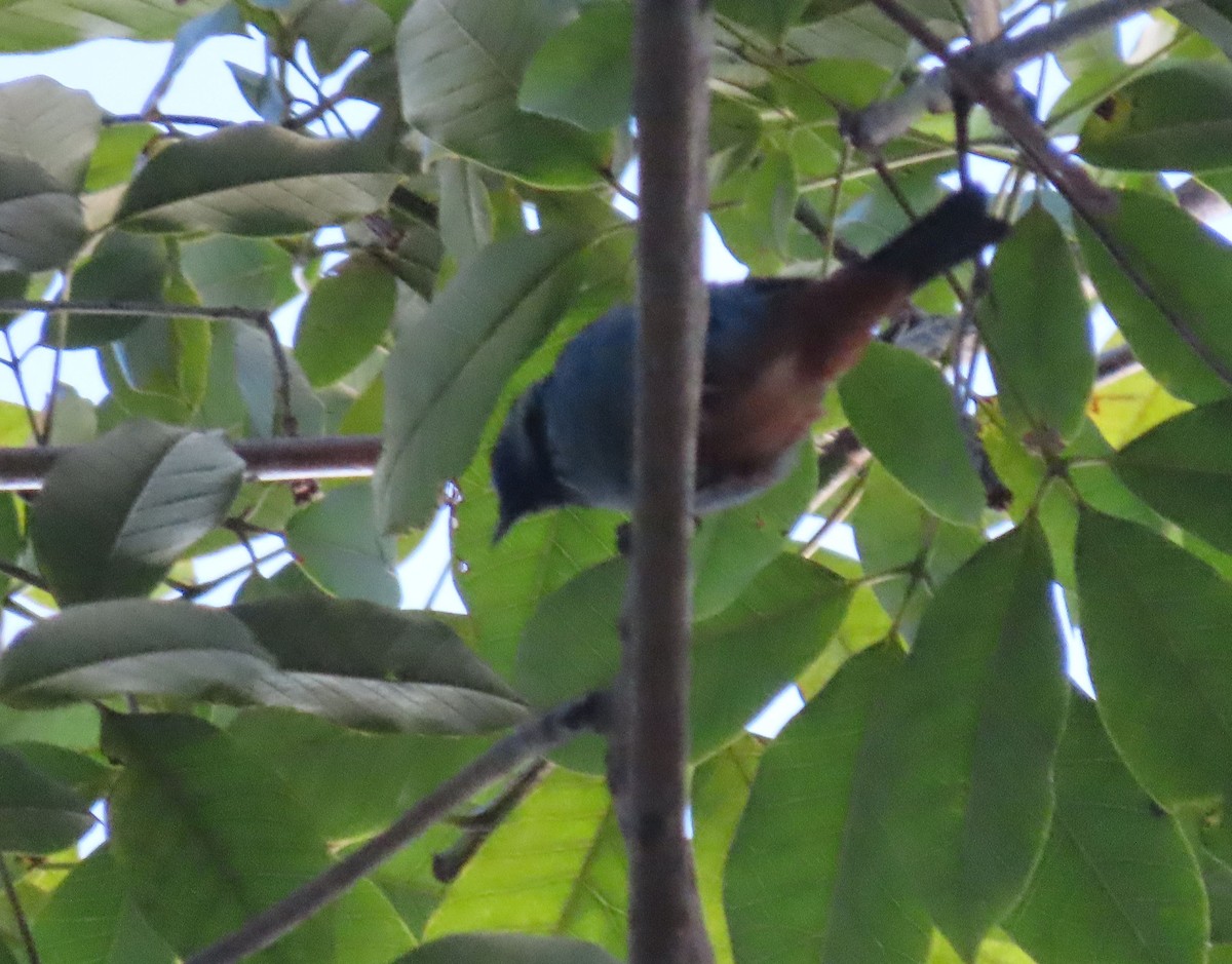 Opal-rumped Tanager - ML637243946