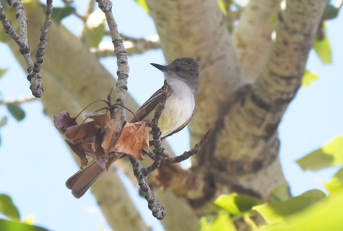 Ash-throated Flycatcher - ML637243948