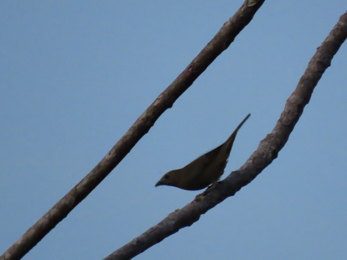 Palm Tanager - ML637243958