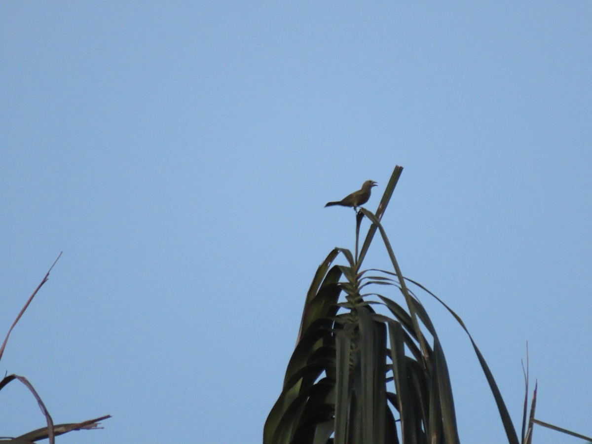 Palm Tanager - ML637243959