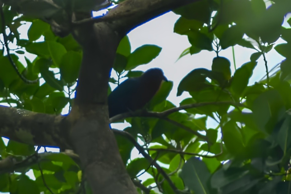 Chestnut-breasted Malkoha - ML637244012