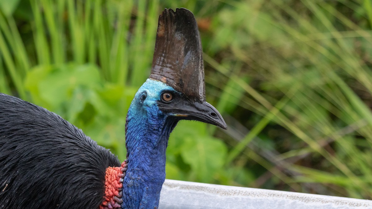 Southern Cassowary - ML637244097
