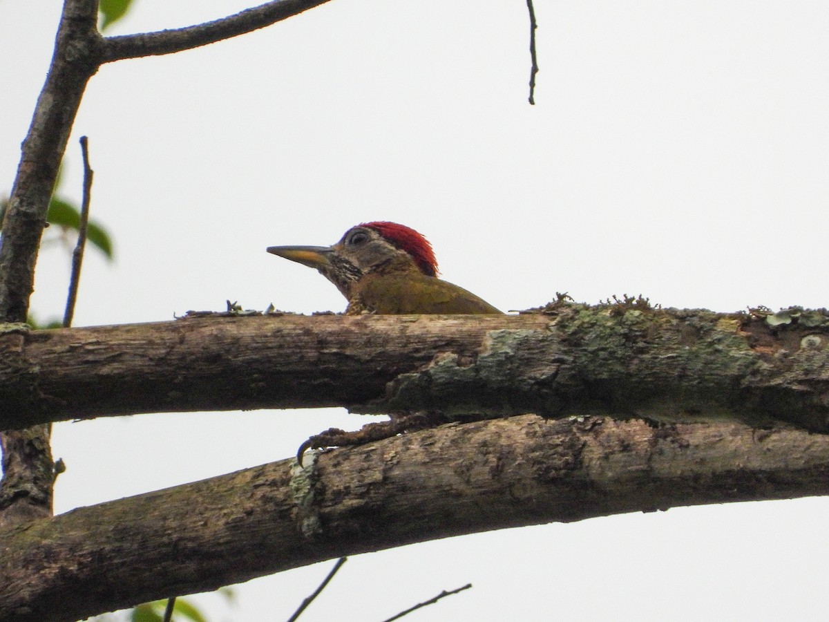 Streak-breasted Woodpecker - ML637244117