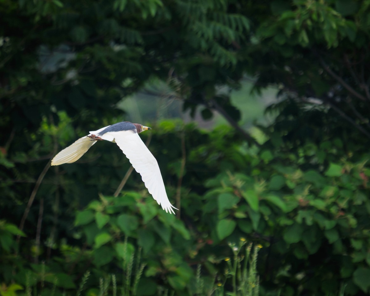 Chinese Pond-Heron - ML637244123