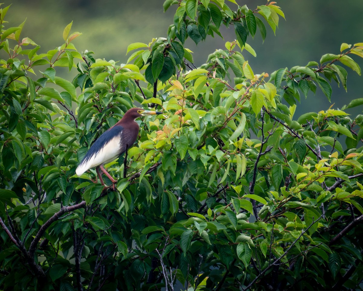 Chinese Pond-Heron - ML637244124