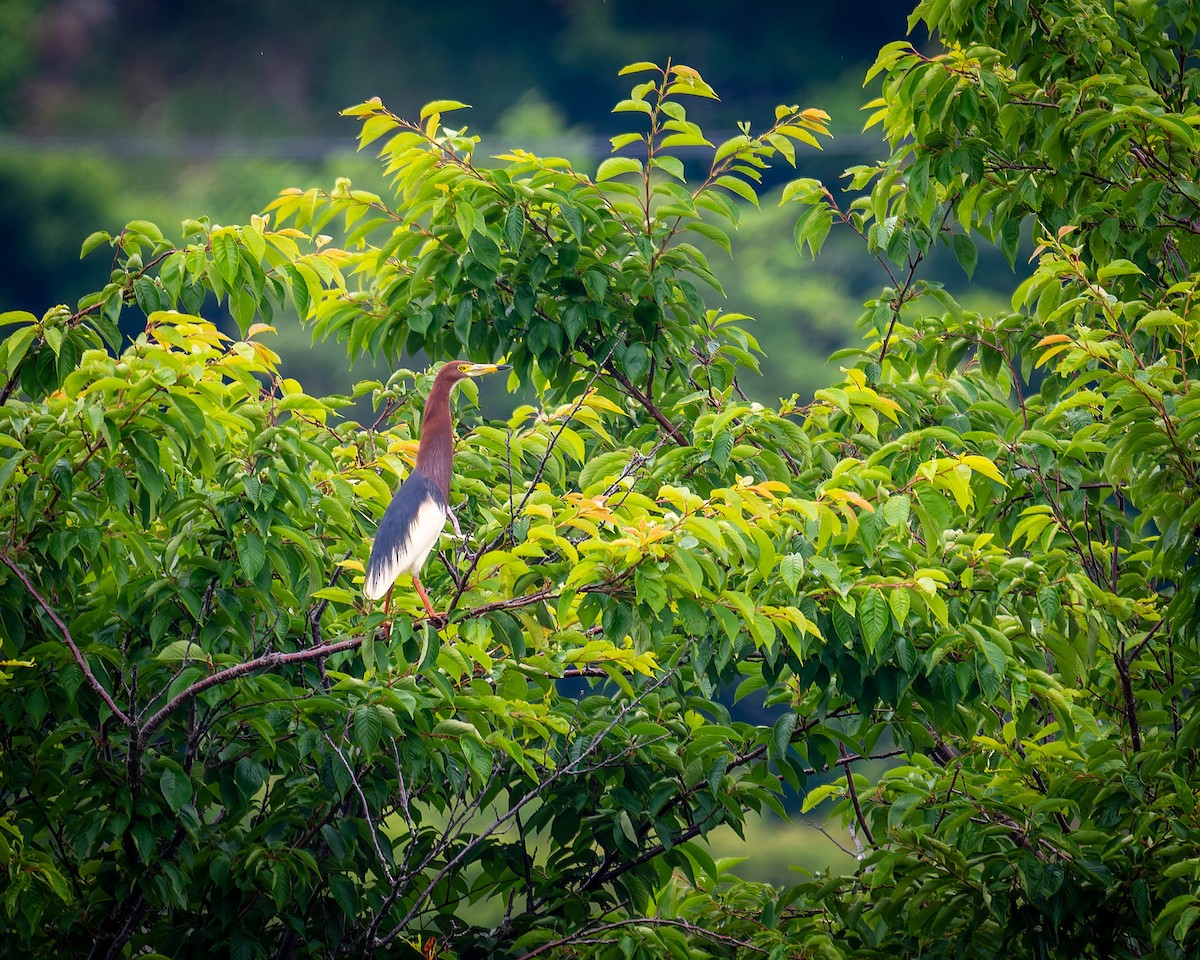 Chinese Pond-Heron - ML637244125