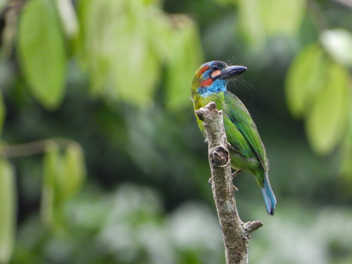 Blue-eared Barbet - ML637244139