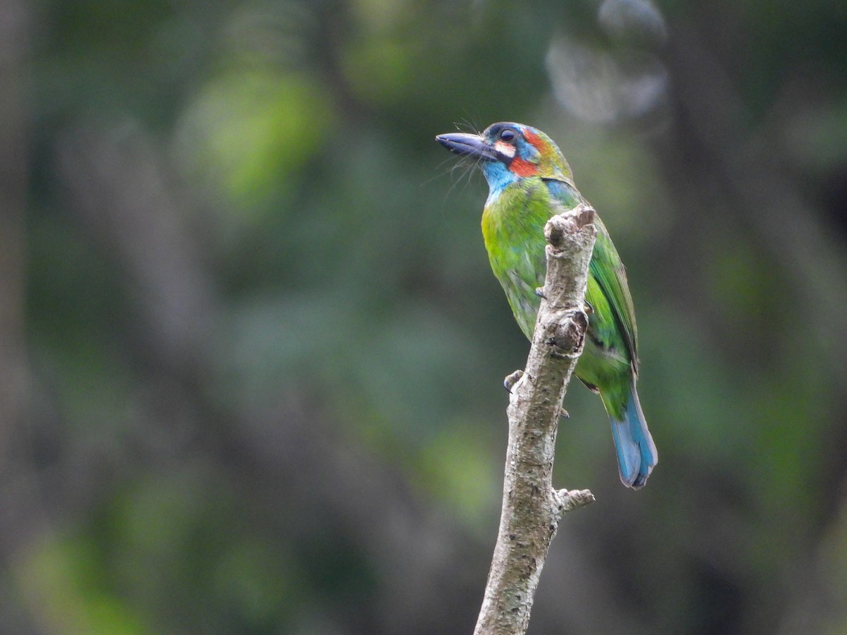 Blue-eared Barbet - ML637244142