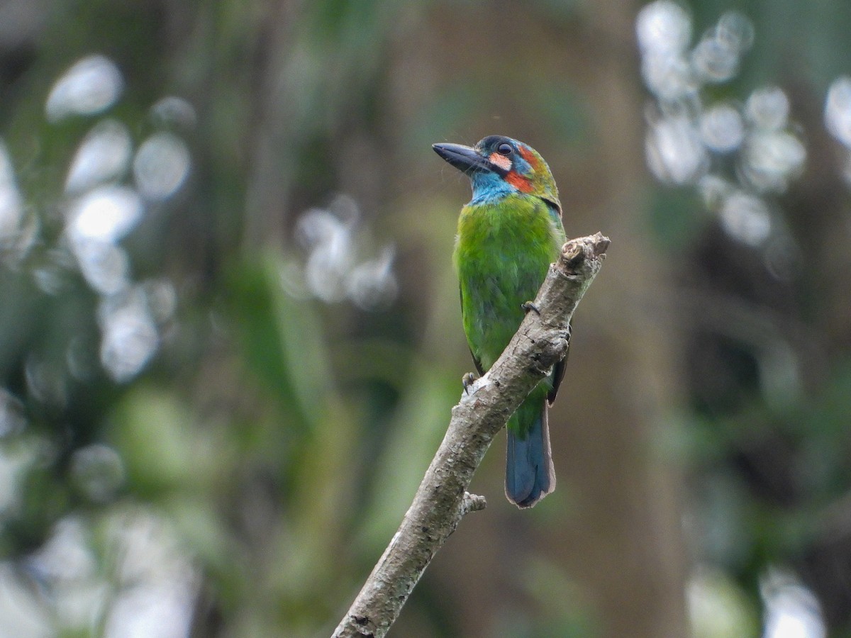 Blue-eared Barbet - ML637244145
