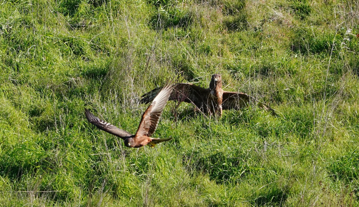 Swamp Harrier - ML637244154