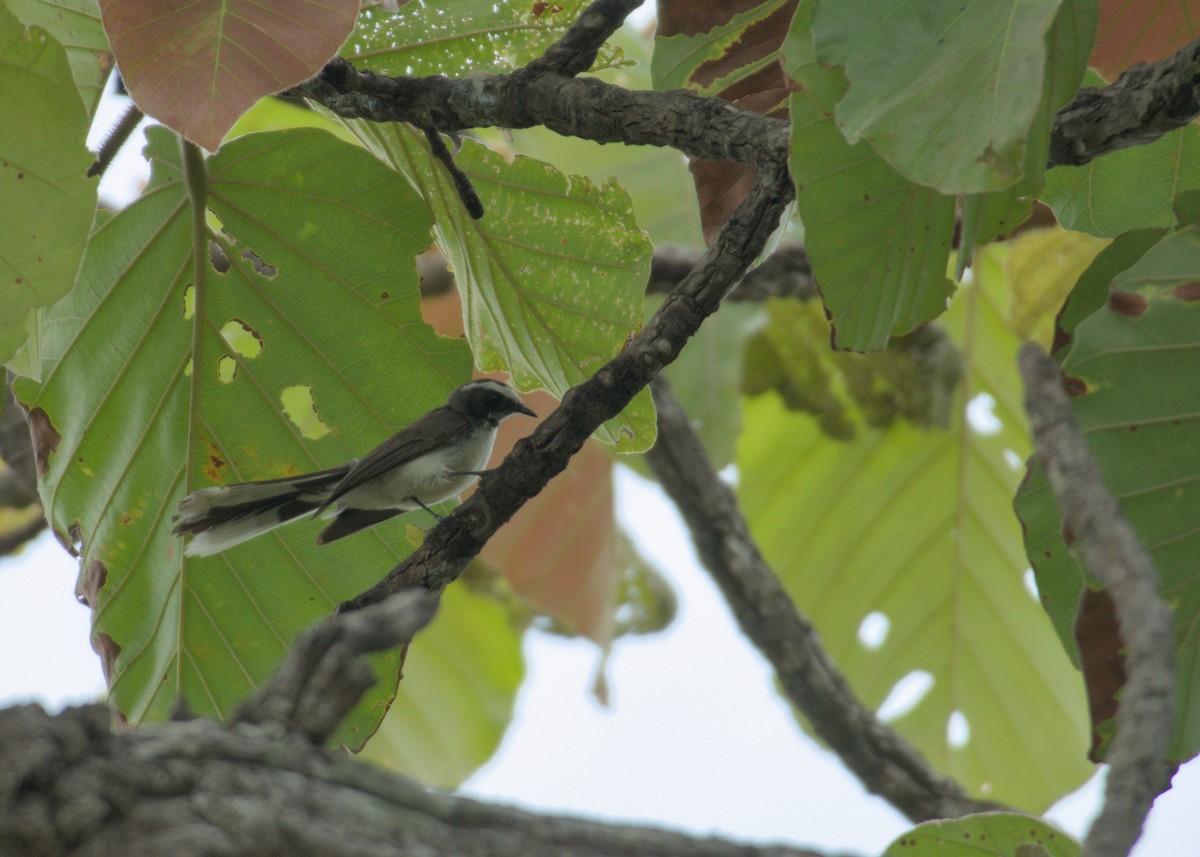 White-browed Fantail - ML637244195