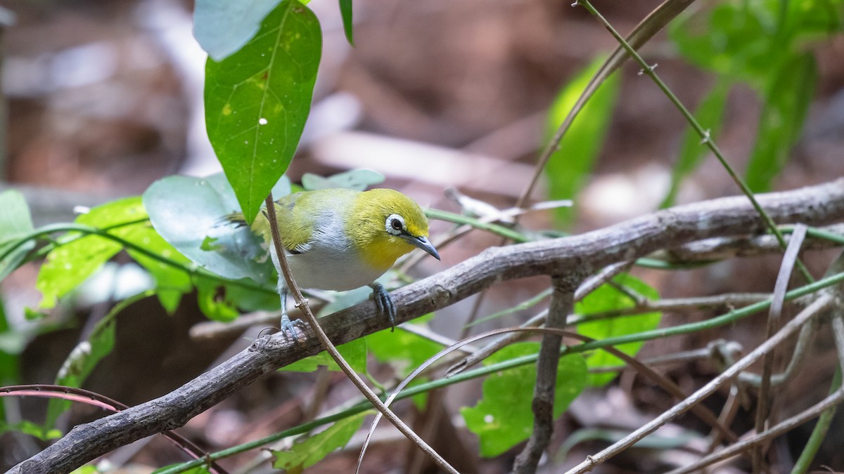 Ashy-bellied White-eye - ML637244200
