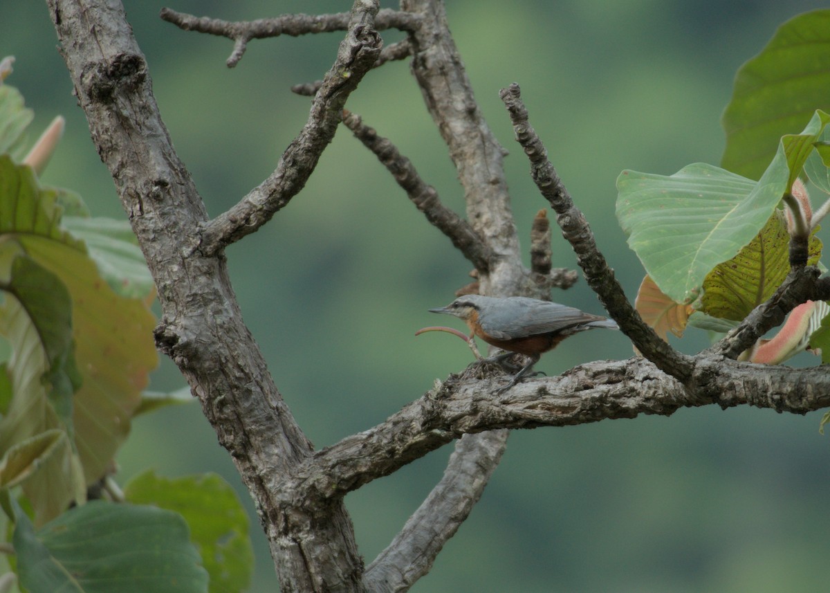 Burmese Nuthatch - ML637244203
