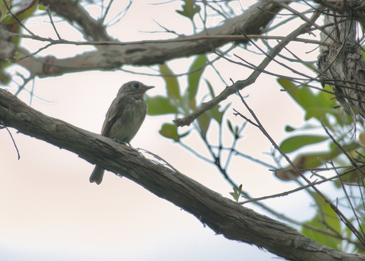 Asian Brown Flycatcher - ML637244209