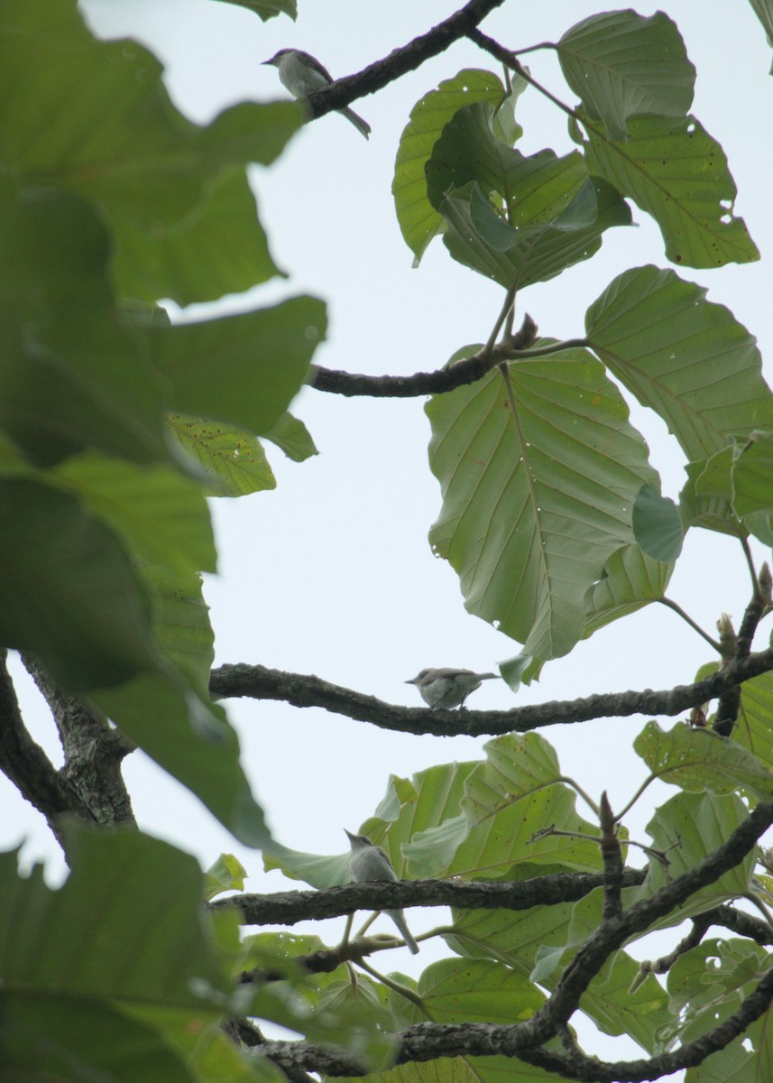 Common Woodshrike - ML637244222