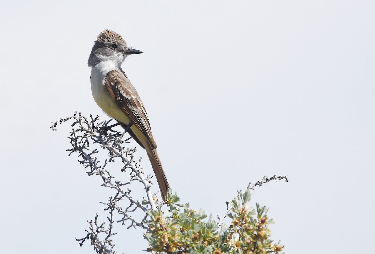 Ash-throated Flycatcher - ML637244225