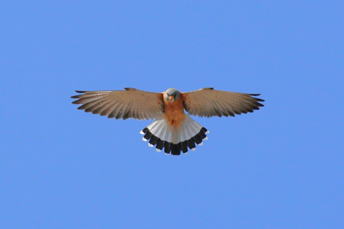 Lesser Kestrel - ML637244261