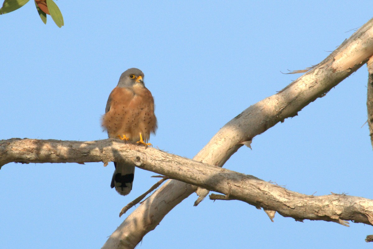 Lesser Kestrel - ML637244262