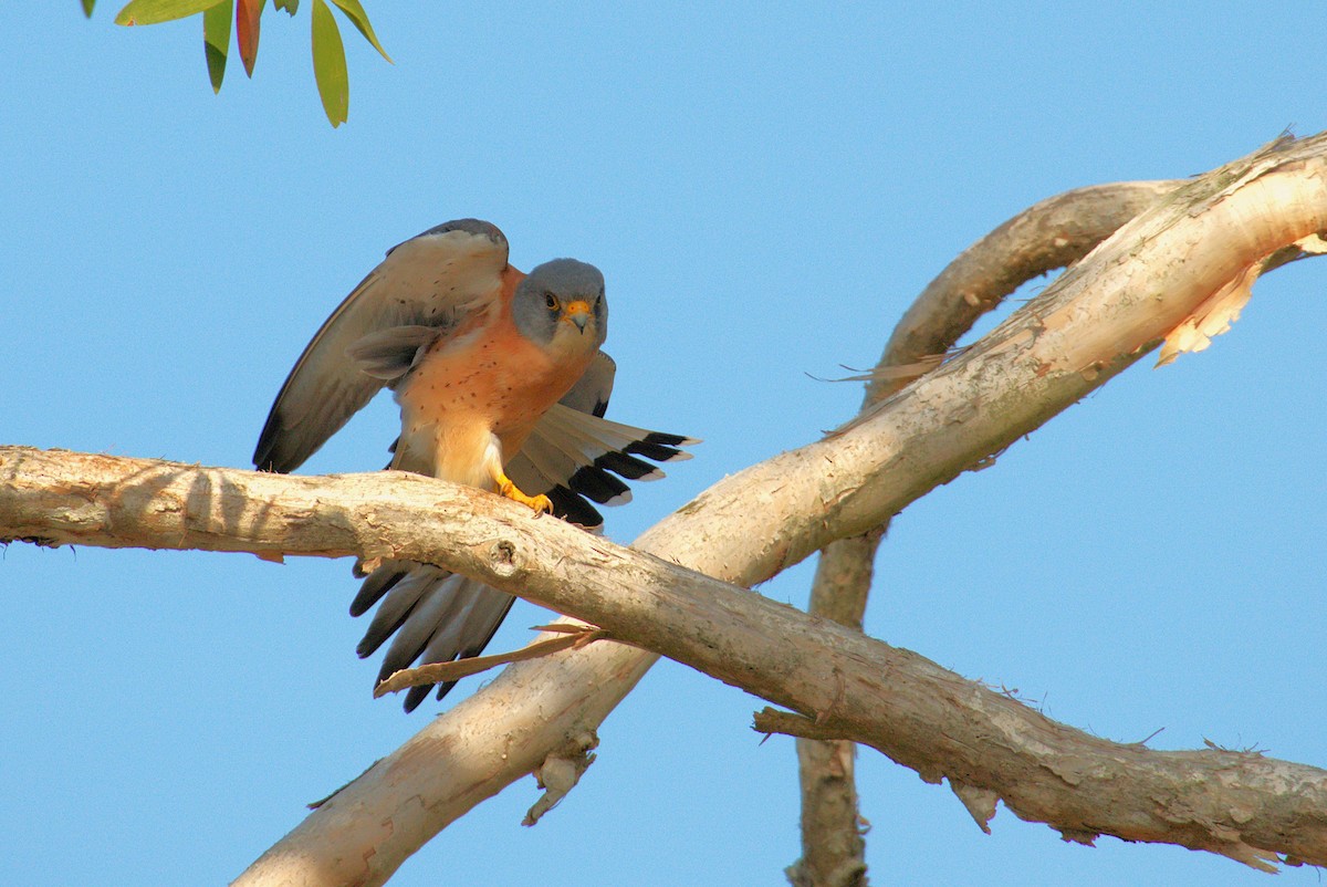 Lesser Kestrel - ML637244263