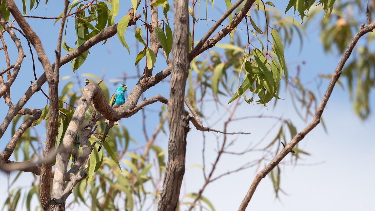 Golden-shouldered Parrot - ML637244266
