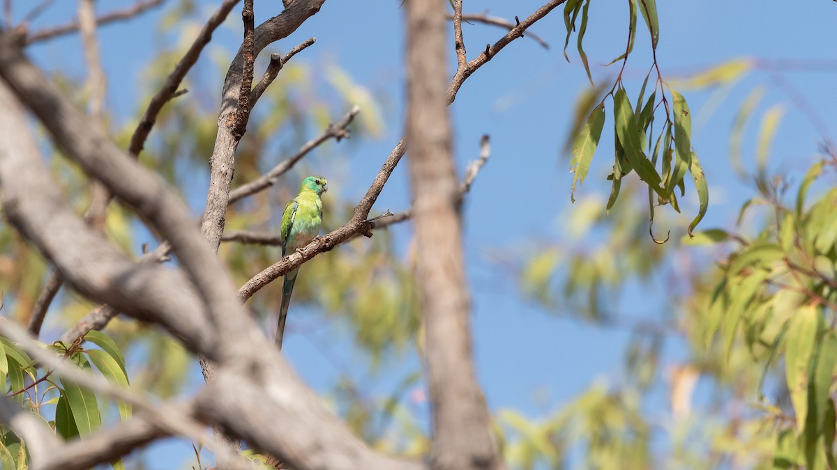 Golden-shouldered Parrot - ML637244268