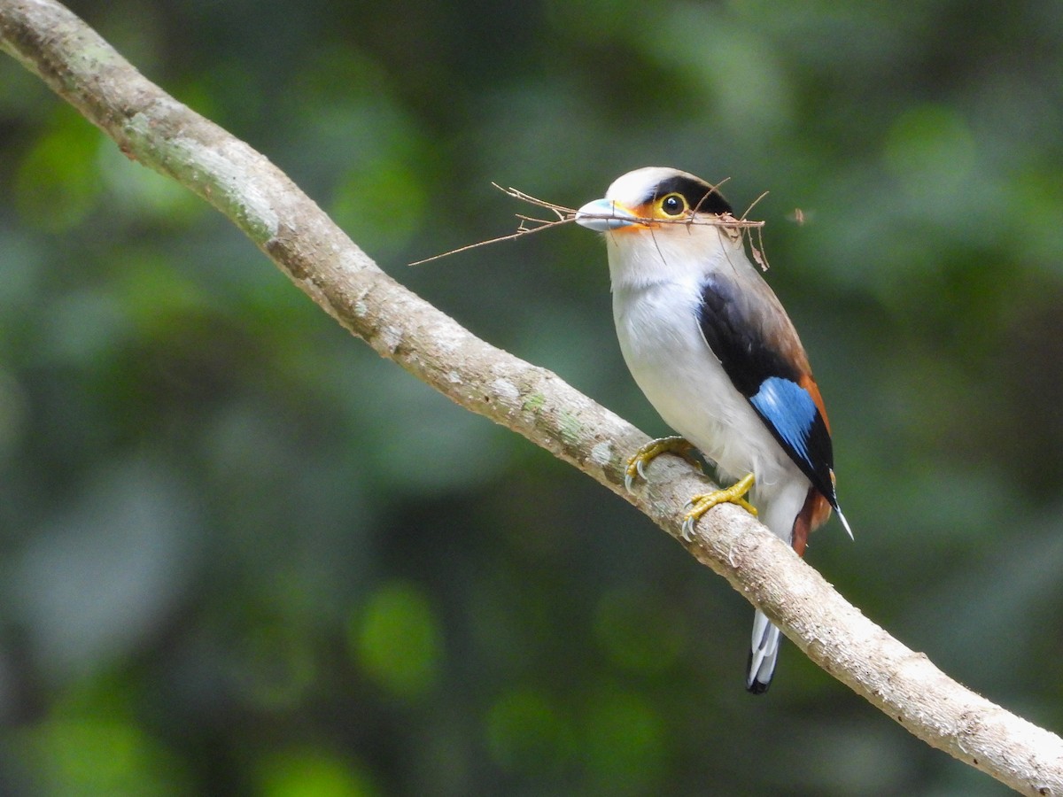 Silver-breasted Broadbill - ML637244274