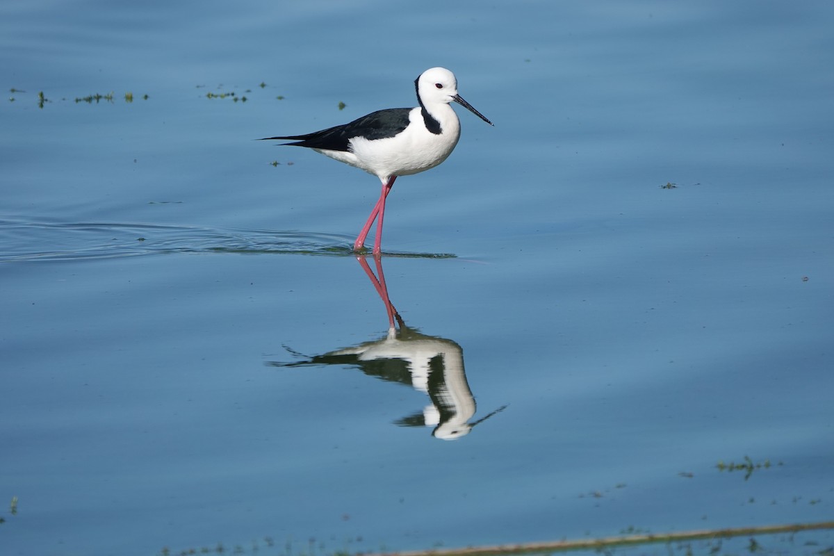 Pied Stilt - ML637244276
