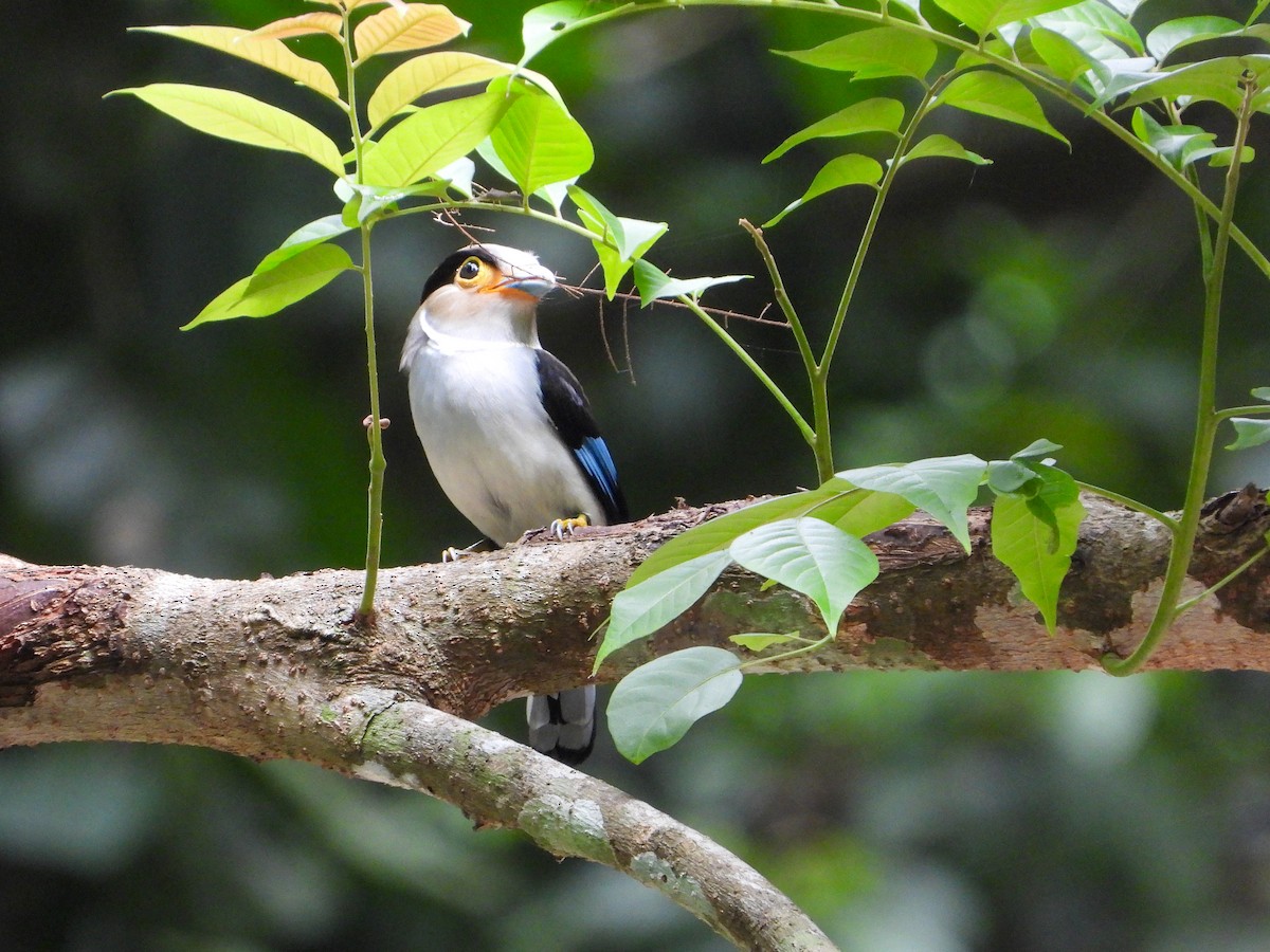 Silver-breasted Broadbill - ML637244278