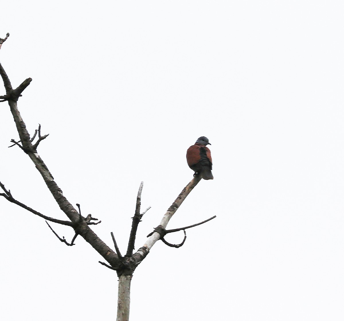 Red Collared-Dove - ML637244320