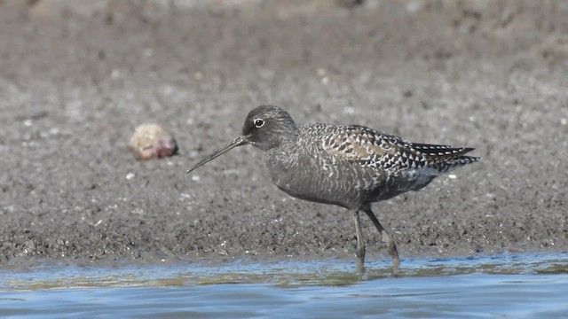 Spotted Redshank - ML637244323