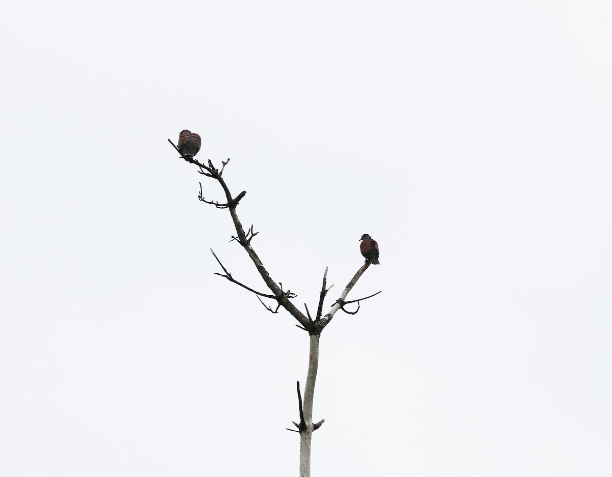 Red Collared-Dove - ML637244326