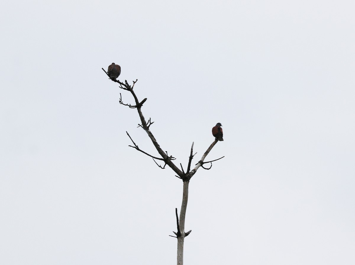 Red Collared-Dove - ML637244331