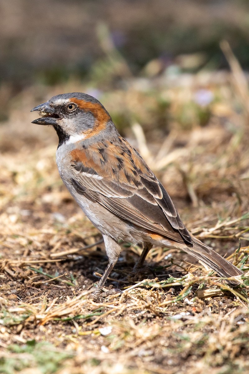 Kenya Rufous Sparrow - ML637244345