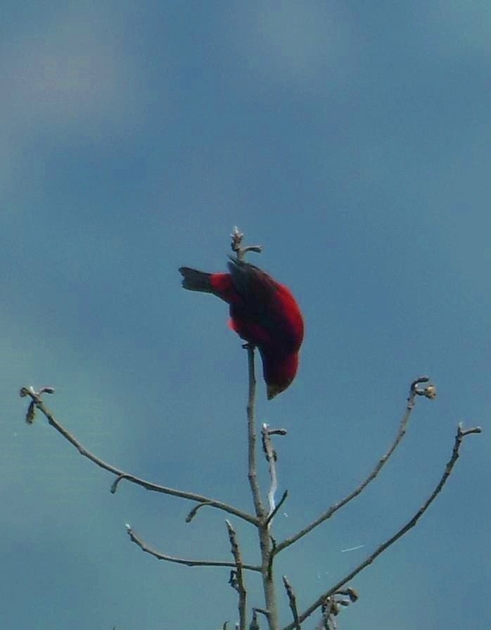 Scarlet Finch - ML637244361