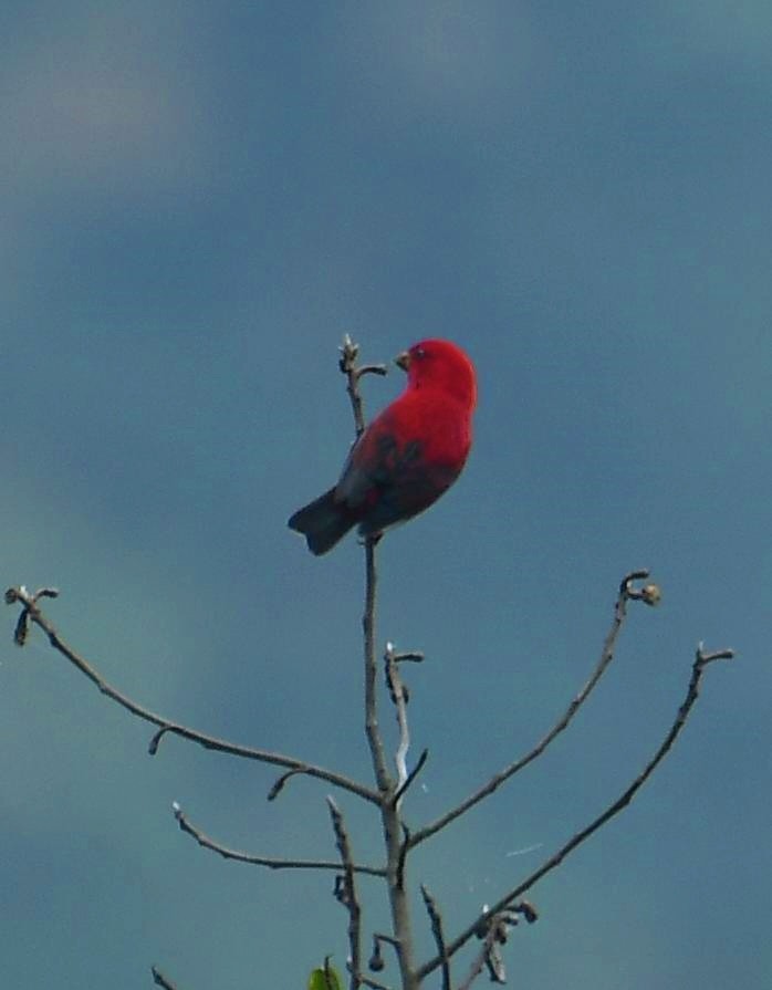 Scarlet Finch - ML637244362